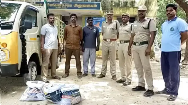 கடல் அட்டைகள்