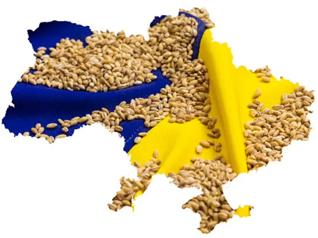 українське зерно