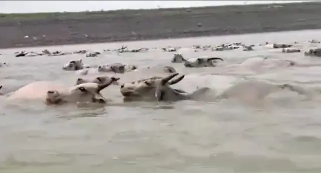 COWS