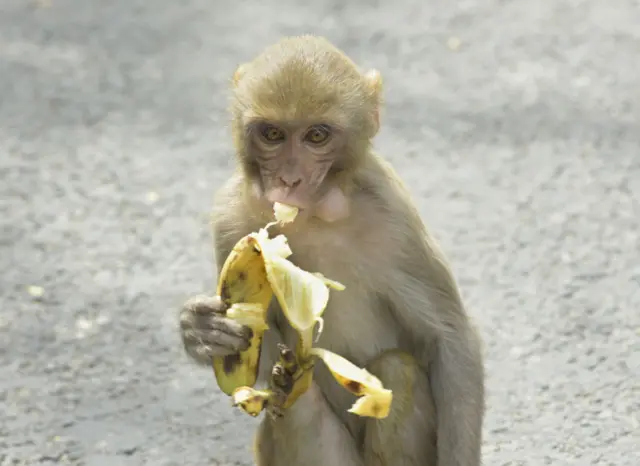 Monkey dey chop banana
