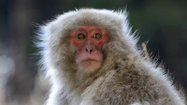 Monkey