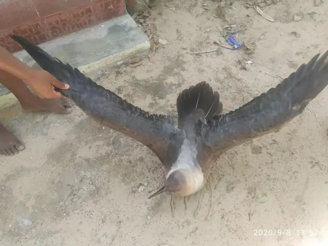 'அண்டரண்ட' பறவை: