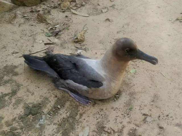 'அண்டரண்ட' பறவை: