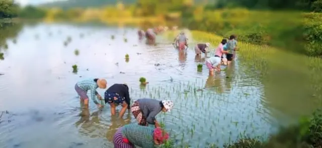ယောဒေသကာကွယ်ရေးတပ်(ထီးလင်း)