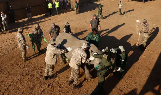 After 40 years of extinction, rhinos don come back to Mozambique