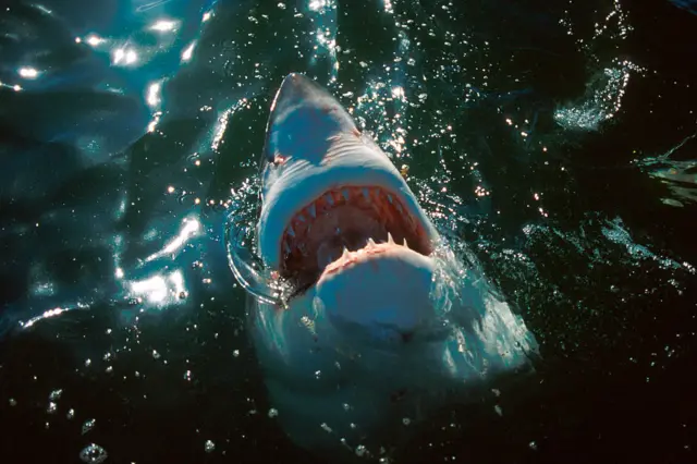Shark attack and kill two women inside Red Sea for Egypt