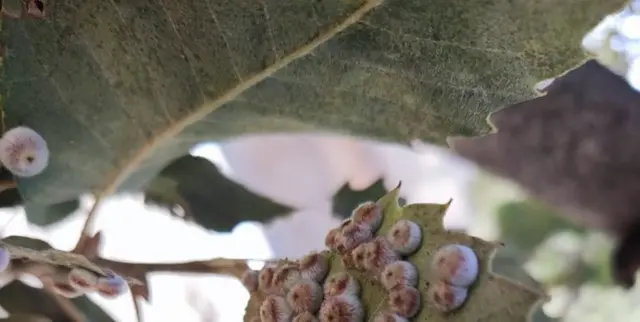 آفت برگ‌خوار بلوط