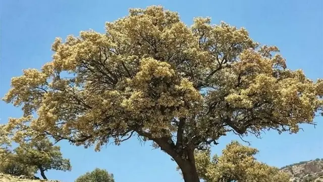 بلوط
