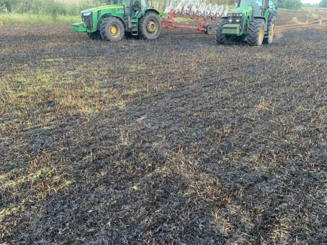 поле з пшеницею