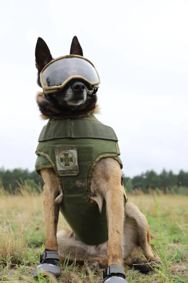 собака