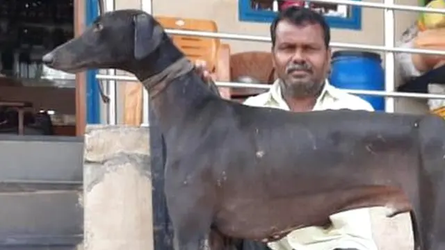 मुधोल कुत्ते