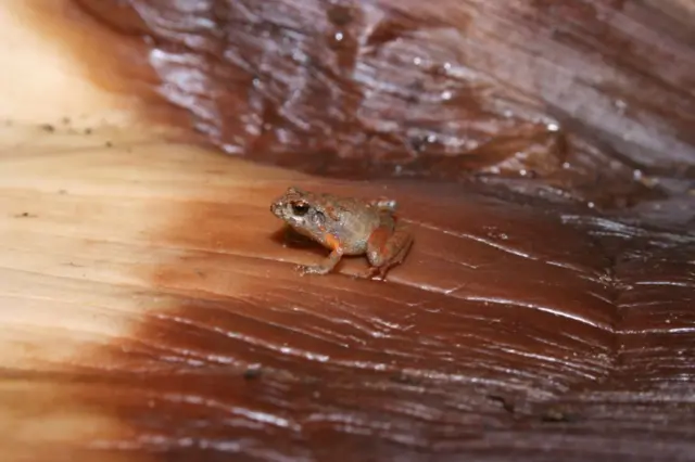 Craugastor cueyatl