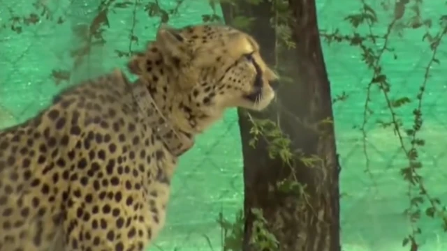 चीता