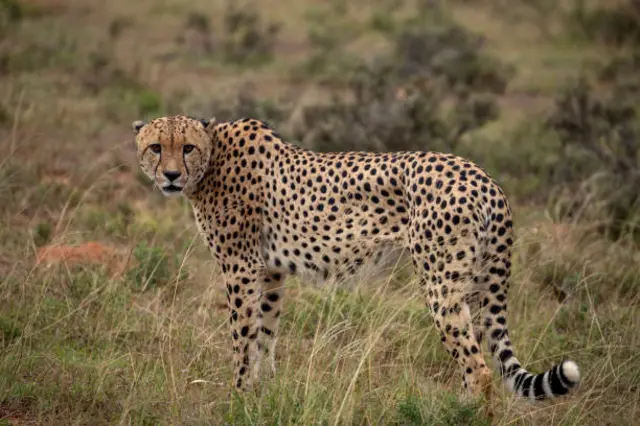 Cheetah