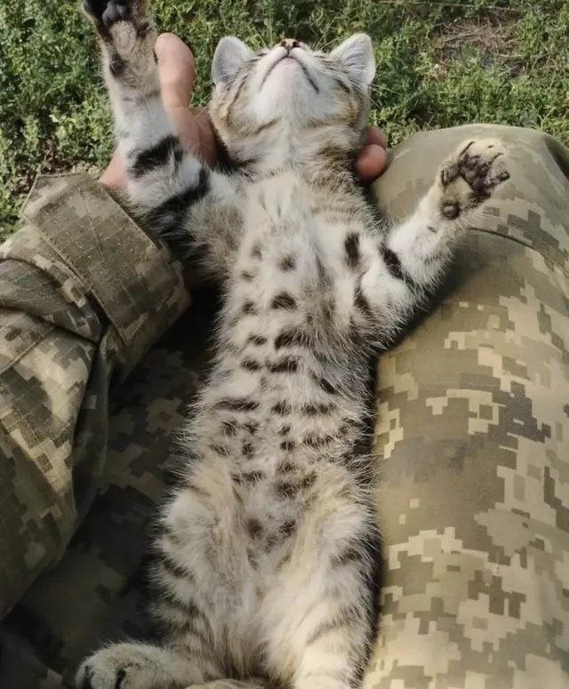 воїни і тварини
