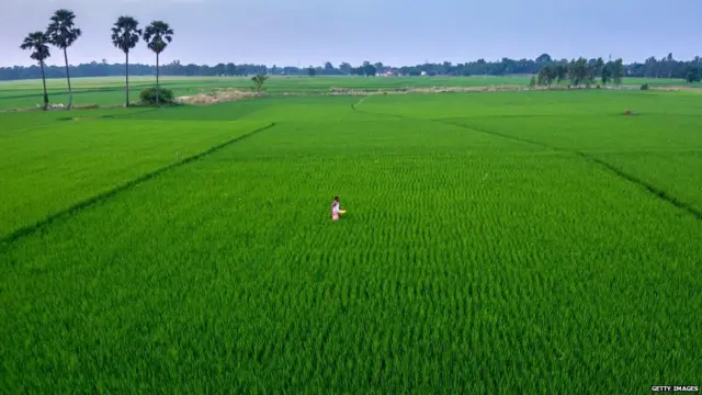 चावल