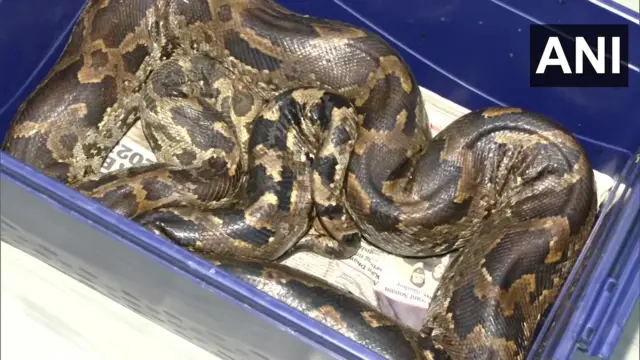 కొండ చిలువ