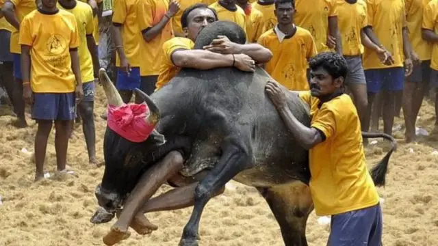 जल्लीकट्टू