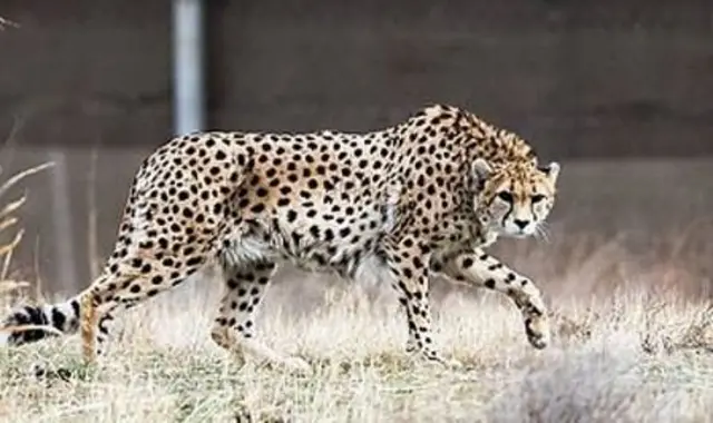 IRAN