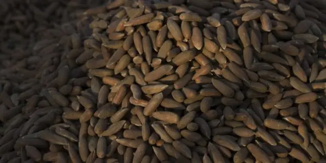 جلغوزه