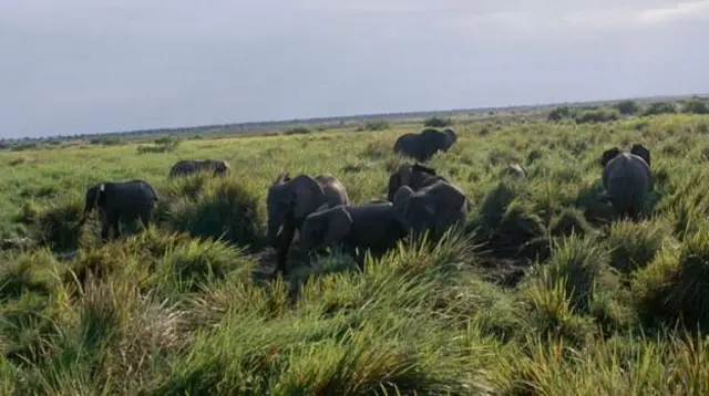 Hifadhi ya Kitaifa ya Virunga inawapa tembo nafasi salama katika eneo la migogoro
