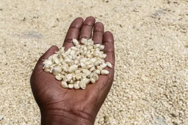 Mahindi ni chakula kikuu nchini Kenya