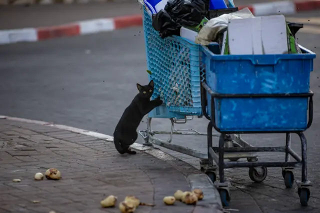 مشهد لقطة تبحث عن طعام