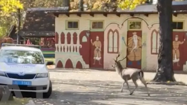 Дикая лань в Киеве