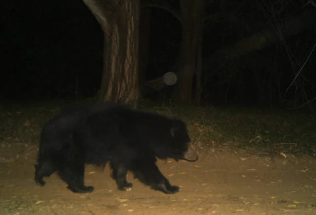 ఎలుగుబంటి