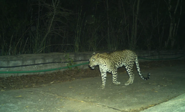 చిరుతపులి