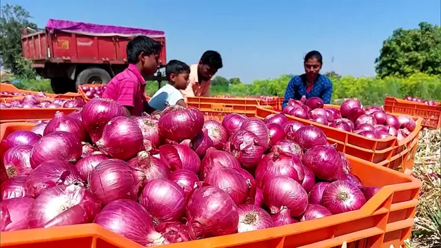 प्याज