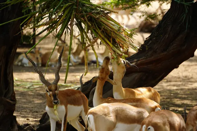 #الطبيعة #الحيوانات #البيئة