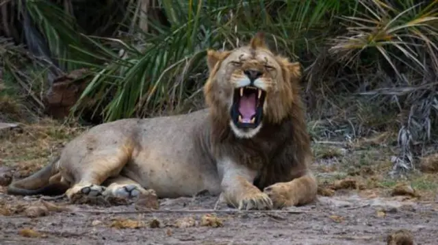 Lion