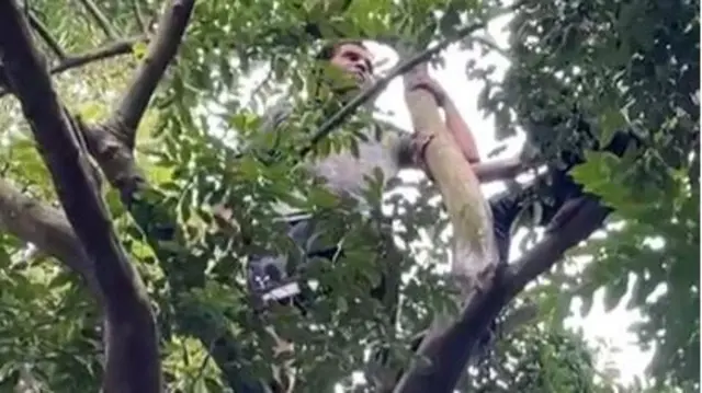 क्रिकेट