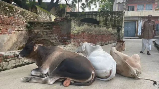 गांव में बैठे आवारा सांड