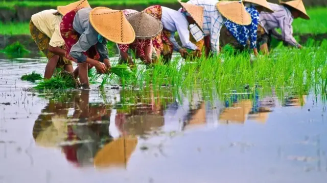 Rice farmers