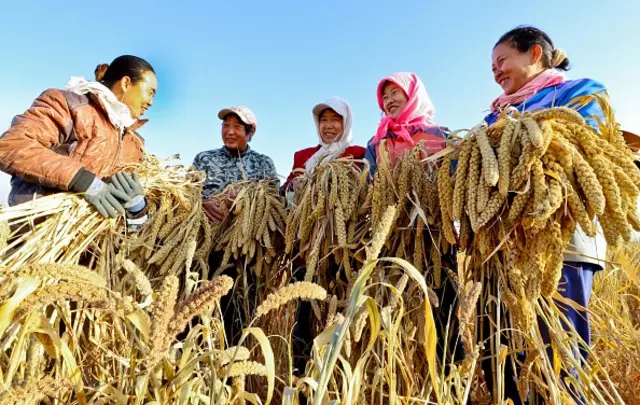 millets