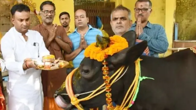 गाय