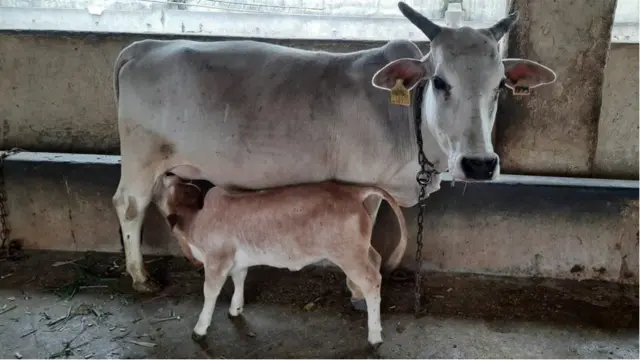 ఆవు