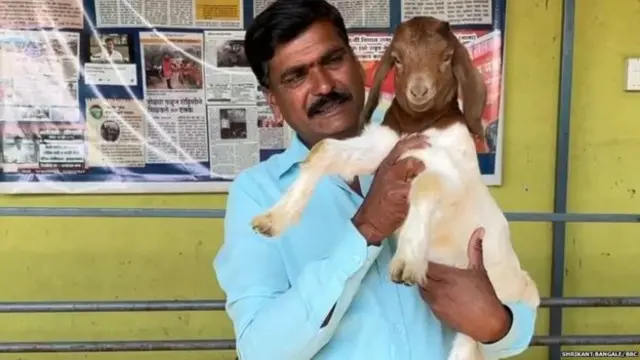 बकरियों के साथ रवि