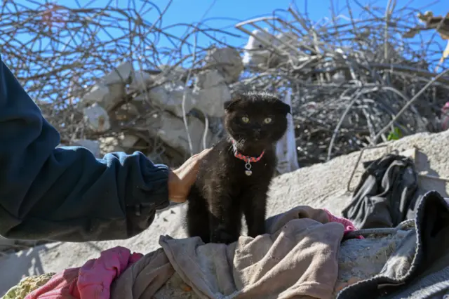 kedi