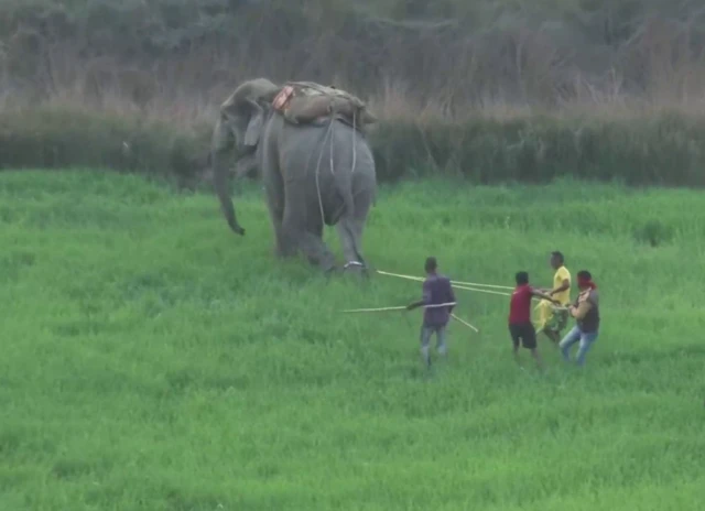 एक हाथी के कुचलने से तीन लोगों की मौत