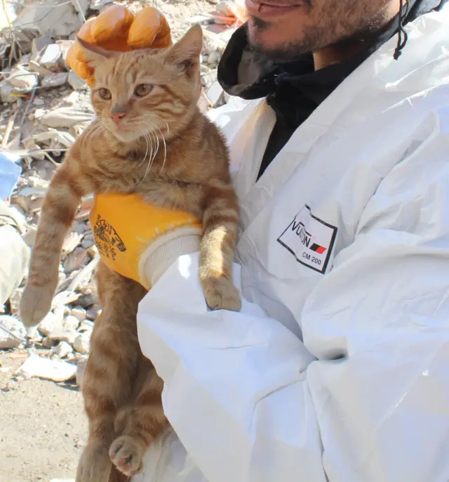 KEDİ