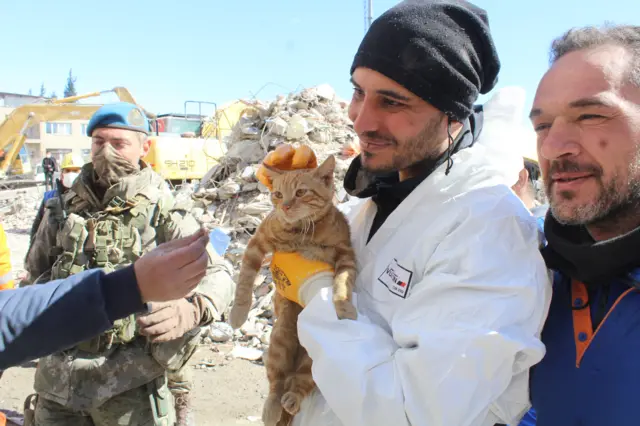 KEDİ