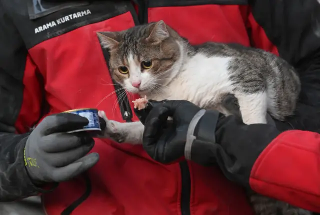 kedi