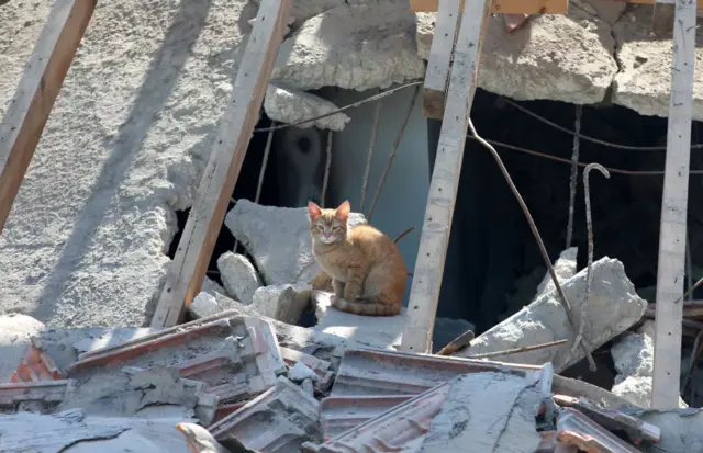 kedi