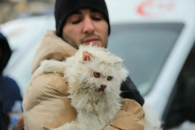 kedi