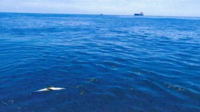 मछलियां