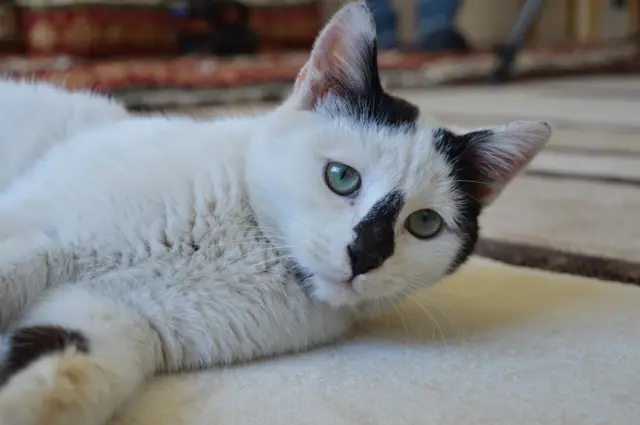 Kedi