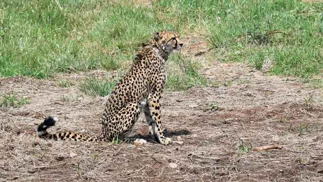 ભારતમાં લાવવામાં આવેલા ચિત્તાની પ્રથમ બેચને કુનો નેશનલ પાર્કમાં છોડવામાં આવ્યા ત્યારની ફાઇલ તસવીર